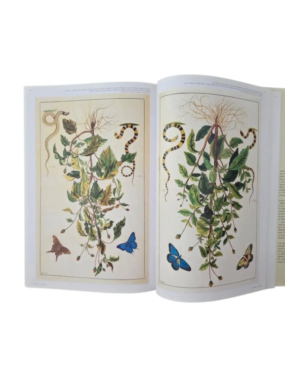 Albertus Seba 1st Ed 2006 Cabinet of Natural Curiosities Natural History HC w/DJ